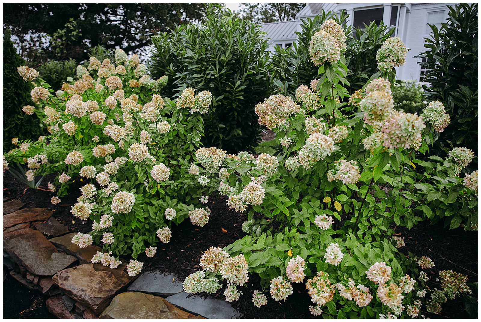 veritas wedding hydrangeas