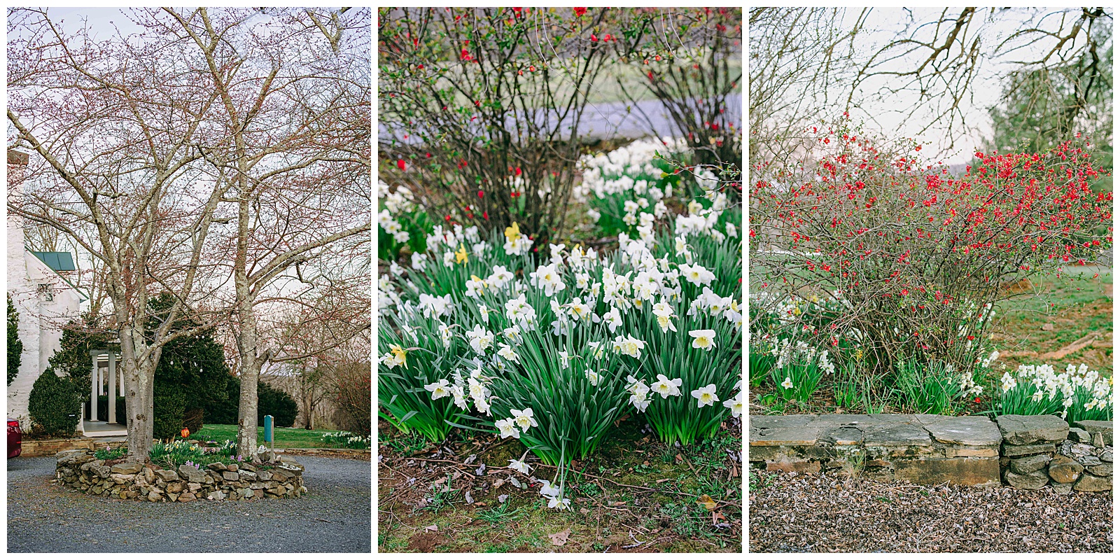 flowers blooming at briar patch