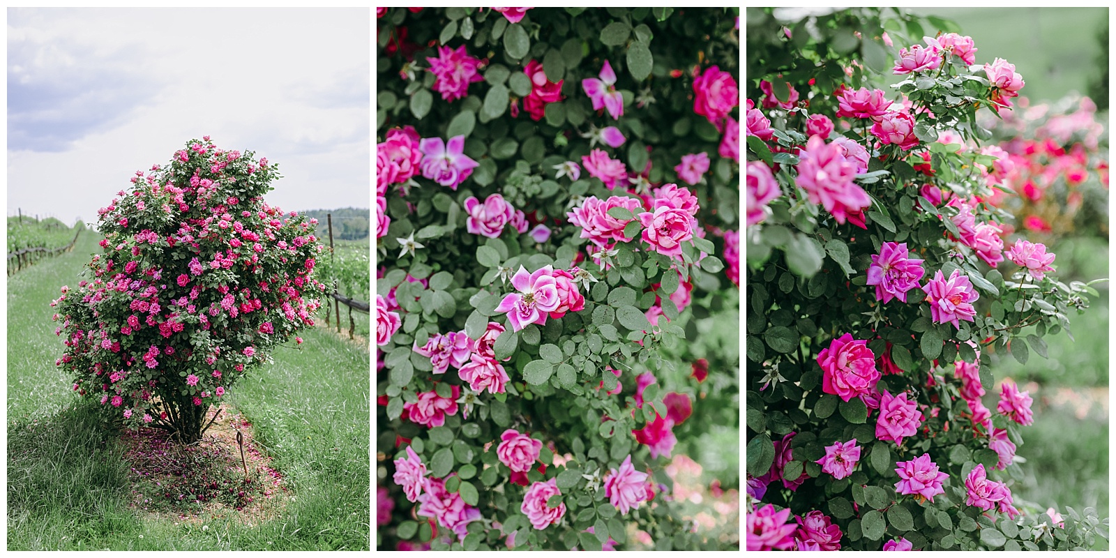 pink flowers at Stone Tower Winery